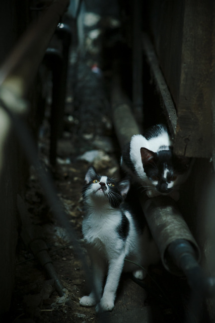 中国男篮加强对抗训练 适应高强度节奏,中国男篮训练视频录像