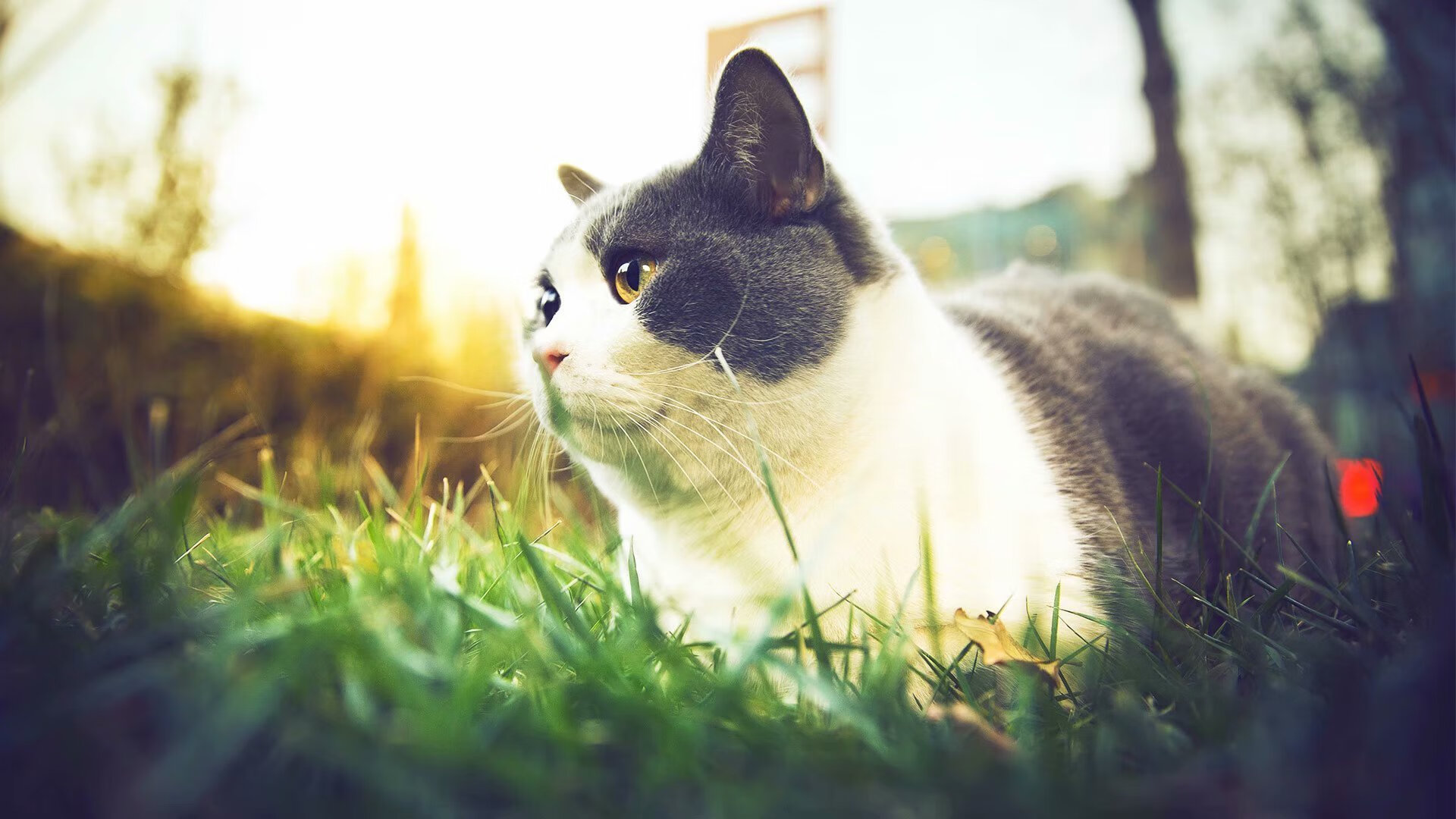 九游体育官网入口-亚冠联赛国家队出战 技术能力提升明显，亚冠各国联赛排名