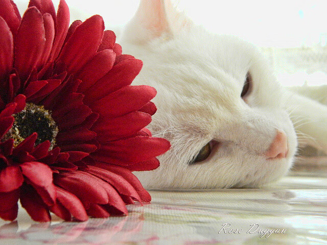 印度赛制的演化与挑战:如何吸引国际顶尖选手,印度大赛