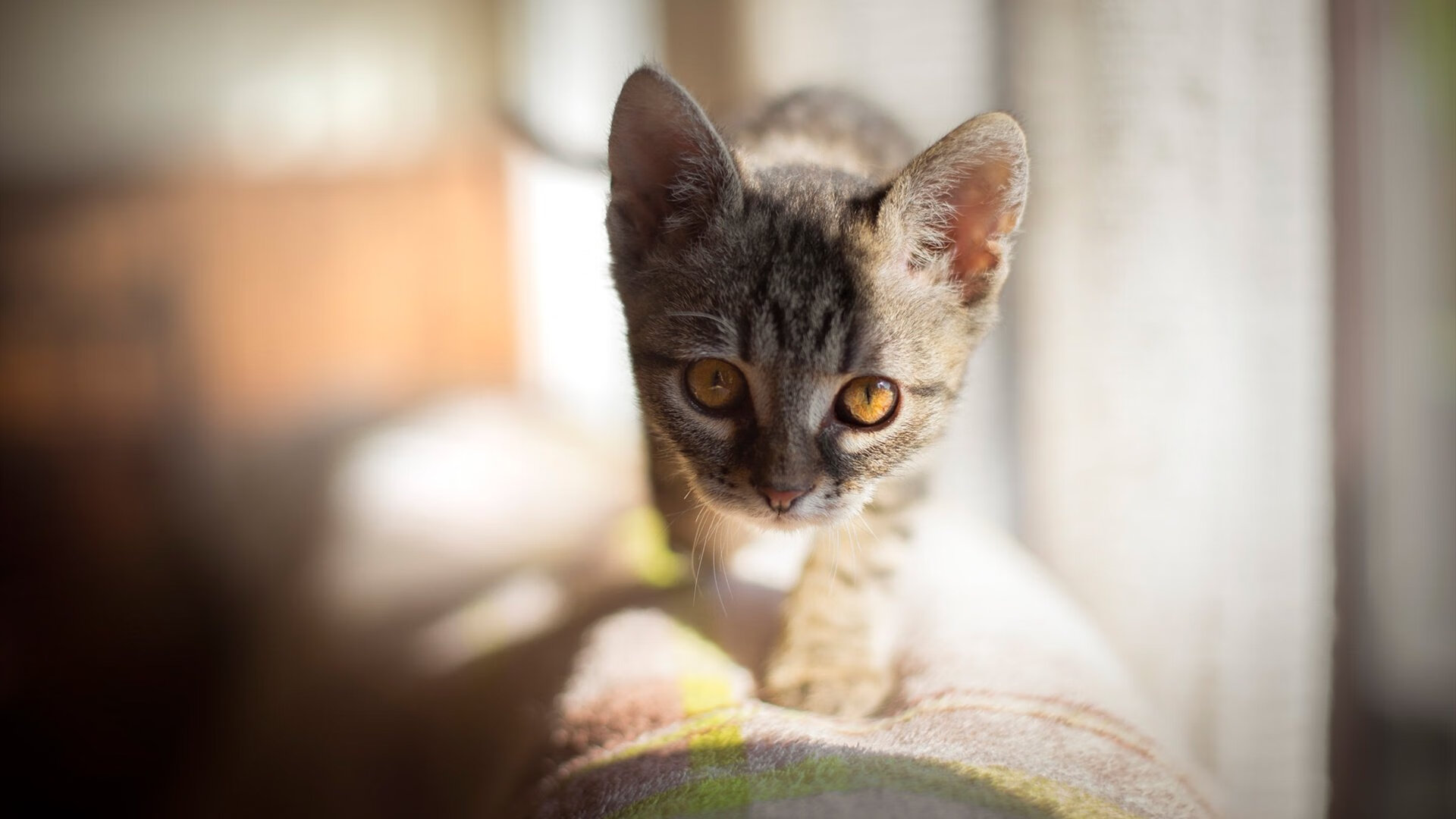 校园体育文化节融合运动与艺术元素，校园体育艺术节及运动会