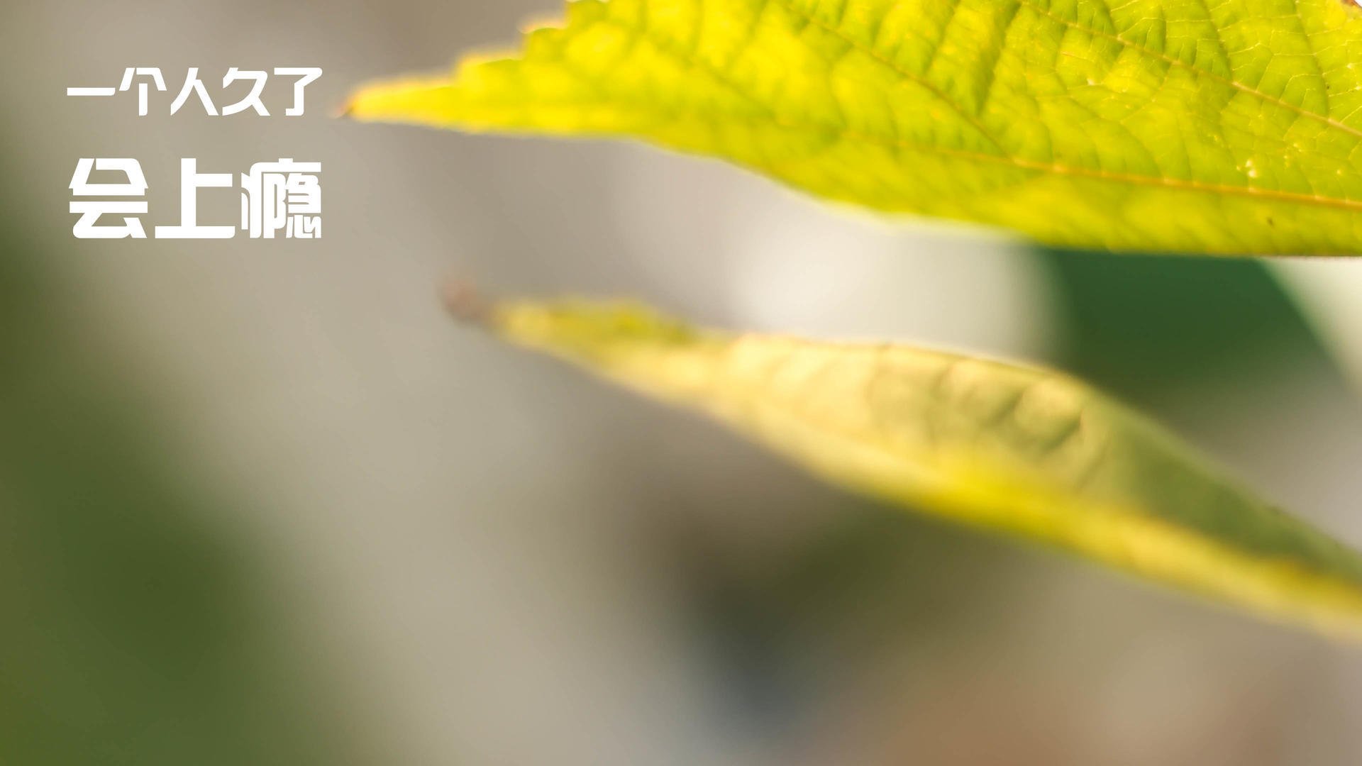 塔特的快速反击与精准传球成为袋鼠队得分法宝