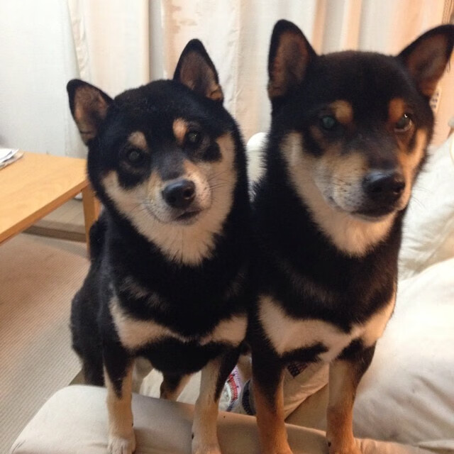 九游官网入口充值-女子国家队重构球场通信流程提升现场应变效率，女子国家足球队